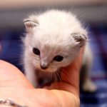 Tiny kitten in Dr. Pagel's hand