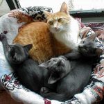 Cats in a Basket