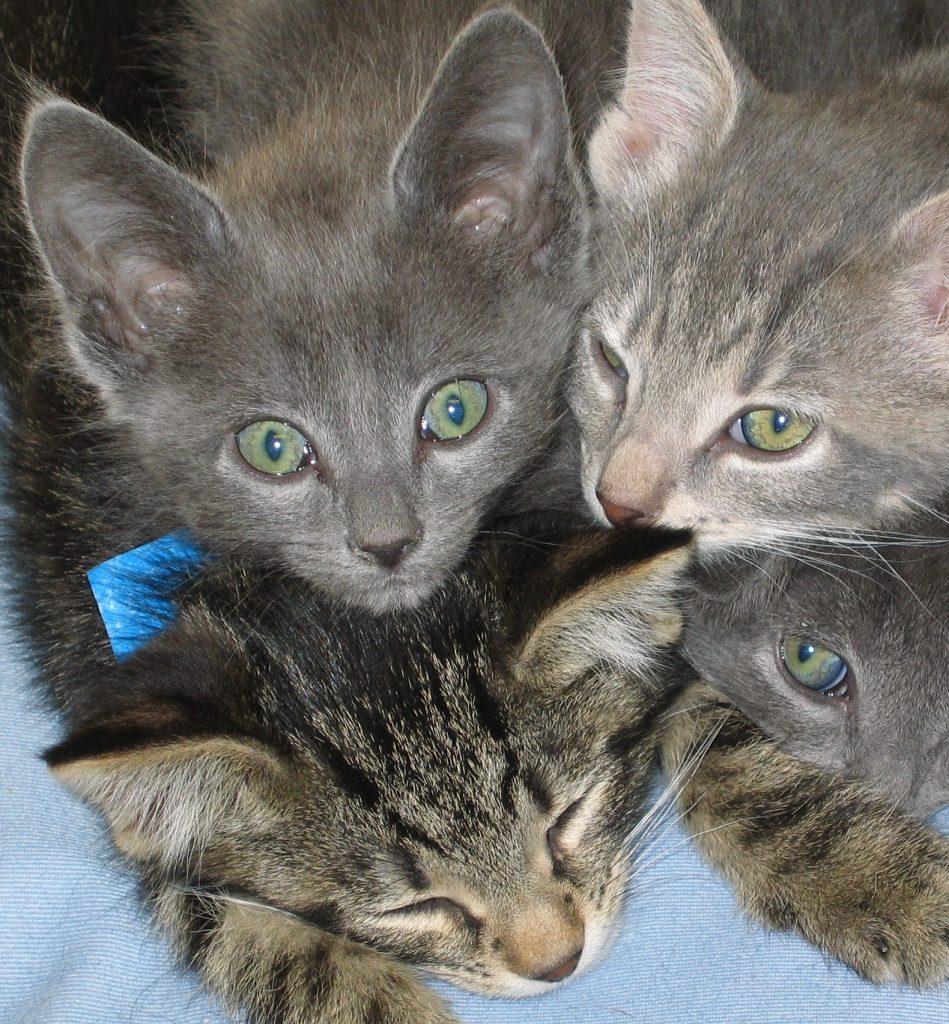 kitten pile